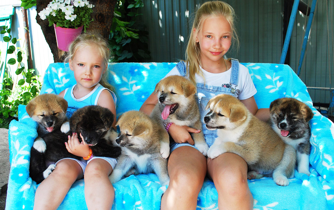 Акита-ину в Самаре