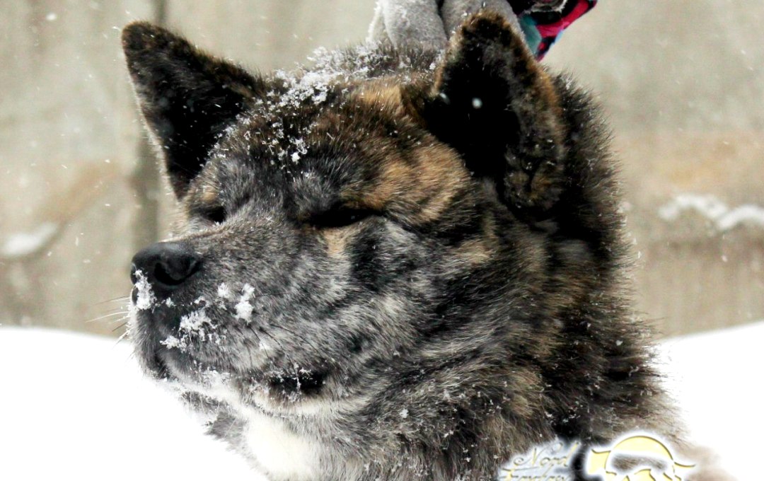 Акита-ину в Самаре